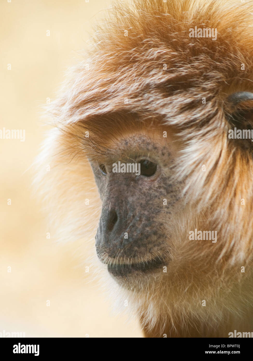 Close up di Iavan Langur Monkey Foto Stock