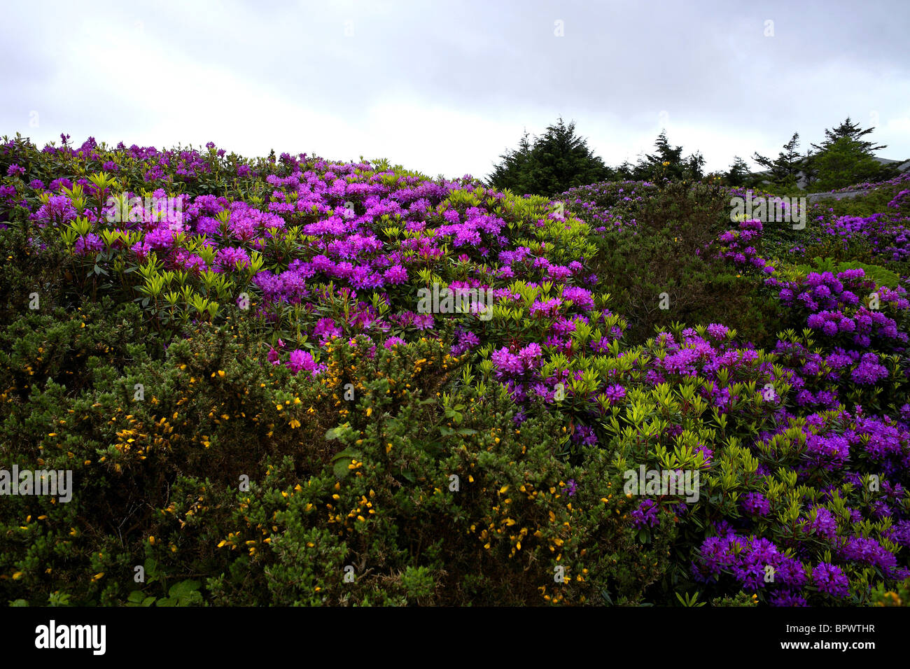 Comune di fiori di rododendro ( Rhododendron ponticum ) della contea di Mayo, Irlanda Foto Stock