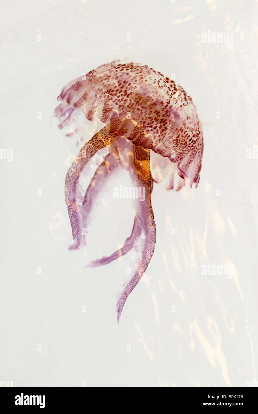 Luminiscent rosa rosso medusa pelagia noctiluca sfondo bianco Foto Stock