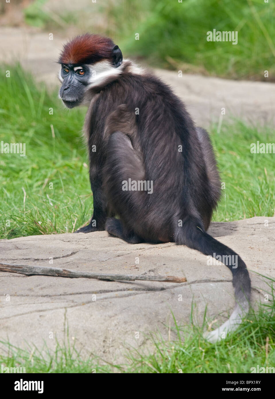 Red-Capped (Mangabey cercocebus torquatus) Foto Stock