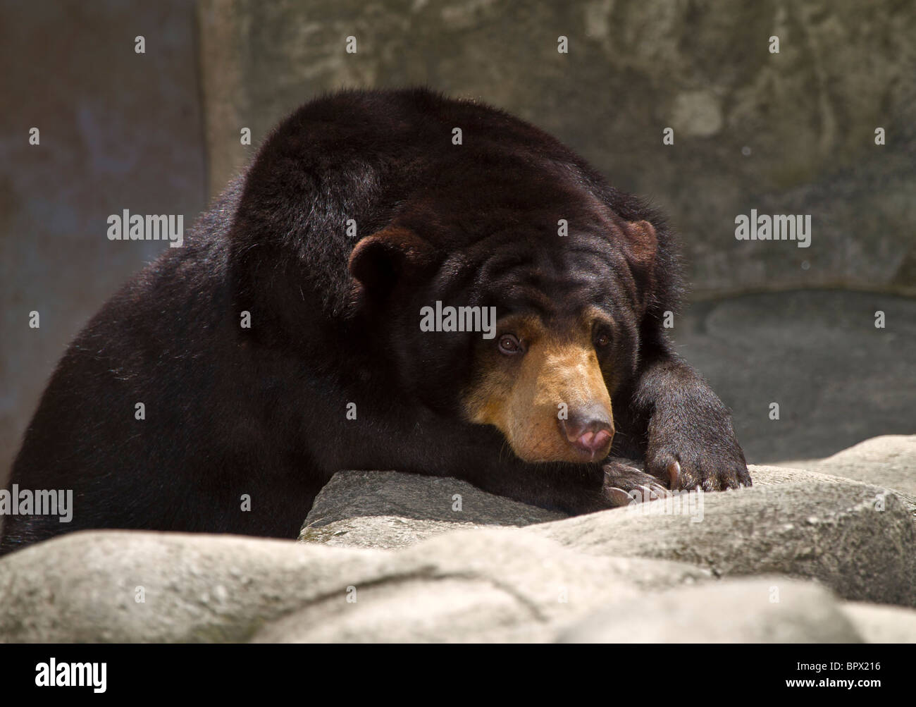 Sun orso o Honey Bear, Helarctos malayanus. Carino sostenere in appoggio al sole. Foto Stock