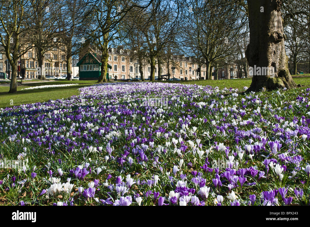 dh The Stray HARROGATE NORTH YORKSHIRE UK Crocus fiori fioriti nei giardini del parco primaverile giardino Foto Stock