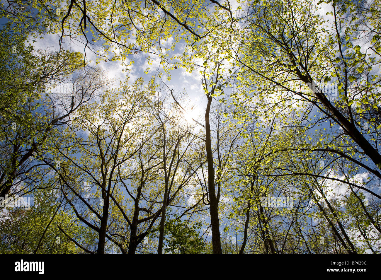 Il cielo blu con nuvole e cime di alberi con germogli verdi in forrest. Preso in primavera Foto Stock