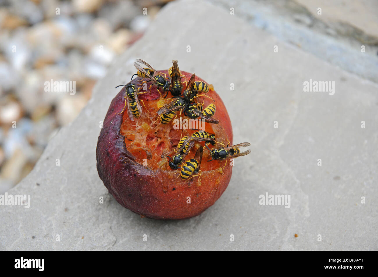 Vespe comune (Vespula vulgaris) mangiare un marciume pesche noci. Agosto. Foto Stock