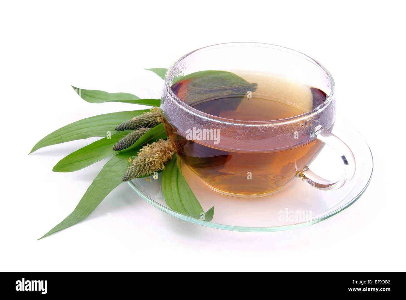 Tee Spitzwegerich - tea ribwort piantaggine 10 Foto Stock