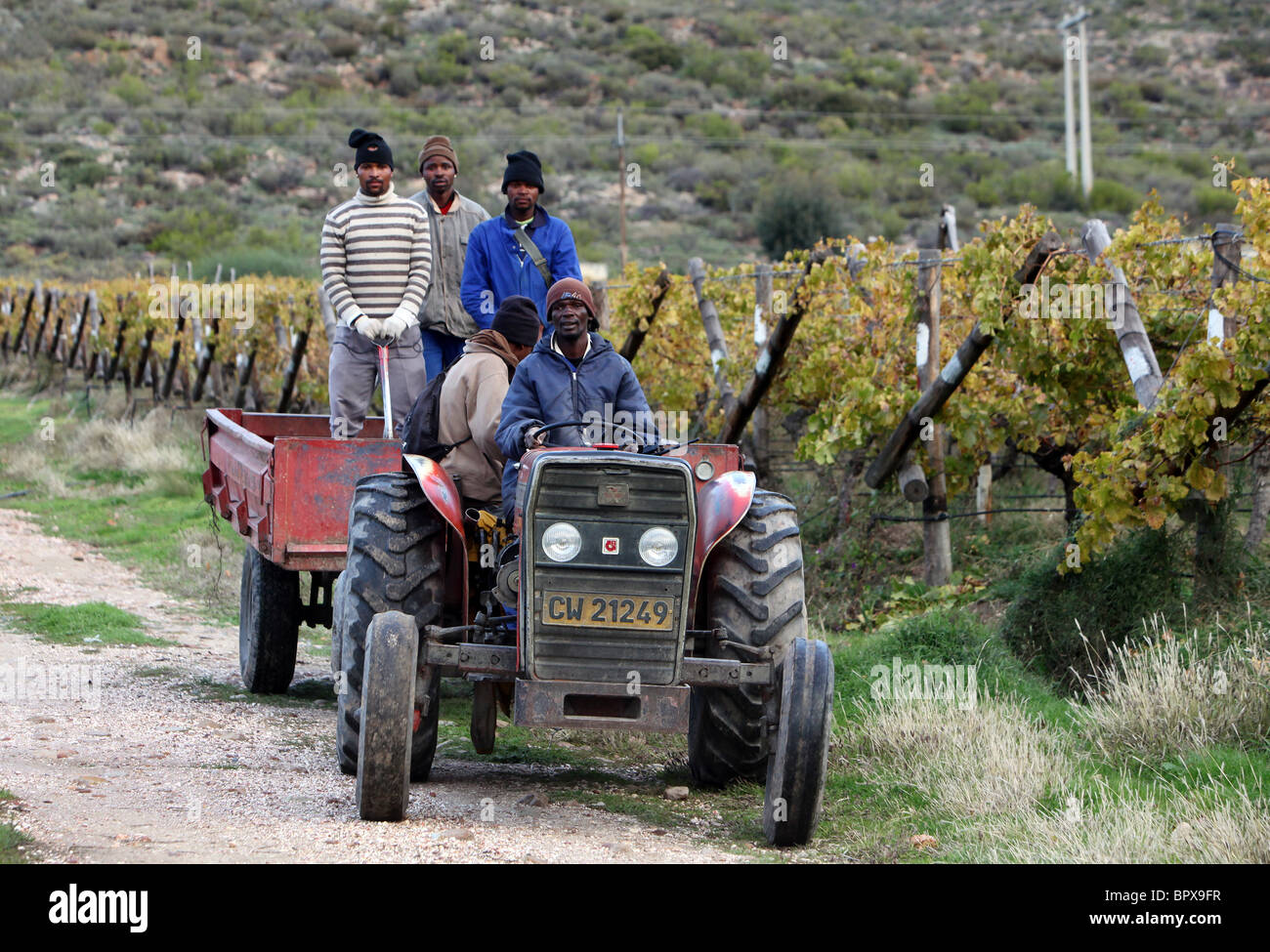 Sud Africa: lavoratore in un vigneto nella regione del vino della provincia del Capo occidentale vicino a De Doorns, , Valle esagonale Foto Stock