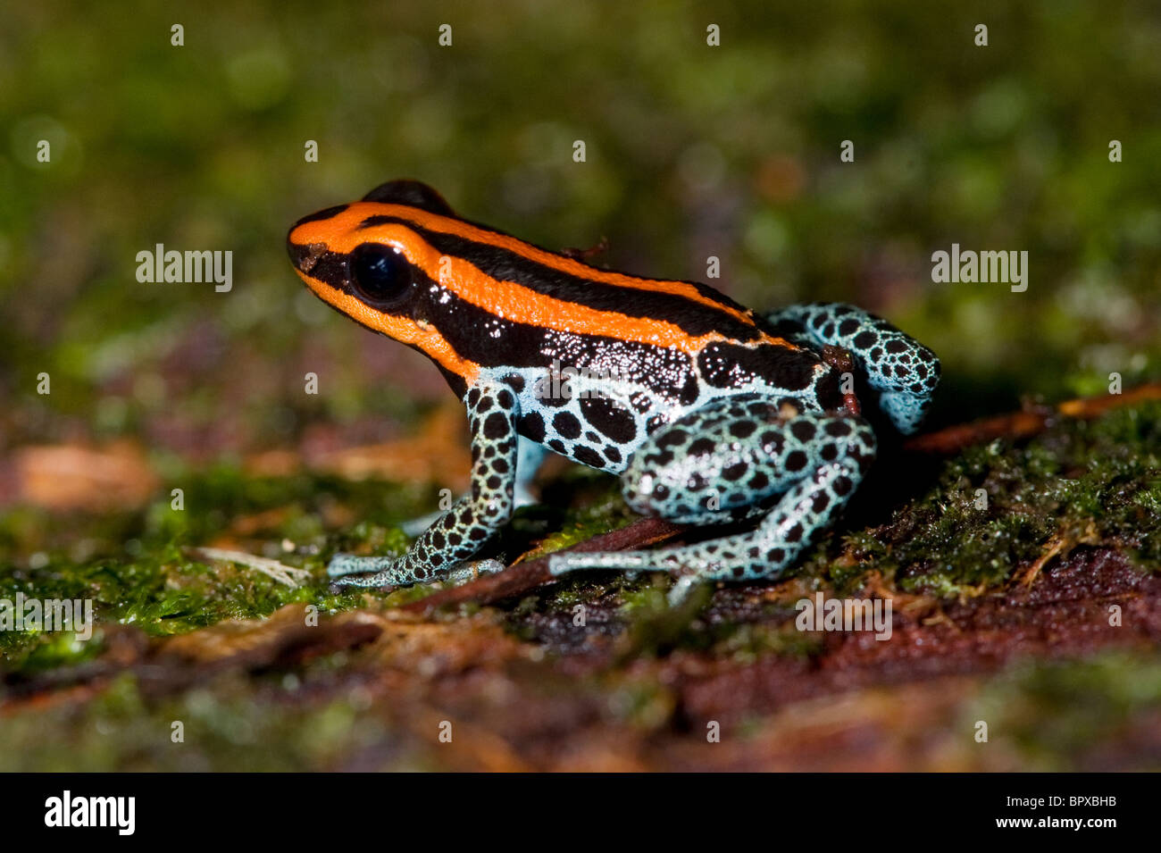 Un veleno dart frog in Amazzonia, Perù specie Dendrobates reticulatus. Foto Stock