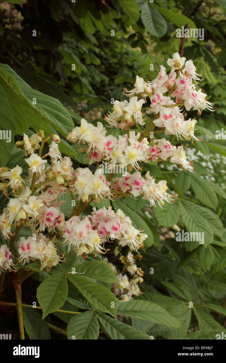 Ippocastano (Aesculus hippocastanum : Hippocastanaceae), UK. Foto Stock