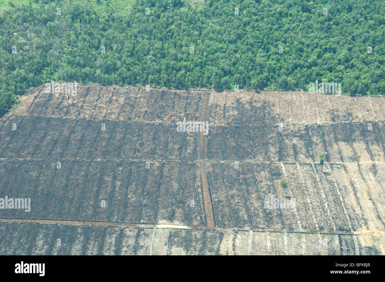 Fotografia aerea di recente la deforestazione in Tripa palude di torba, Aceh a Sumatra Foto Stock