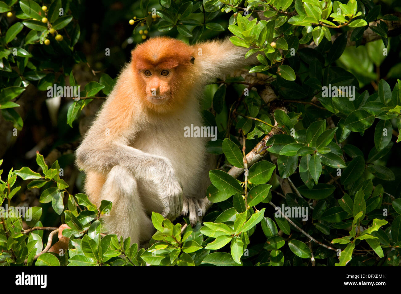 Proboscide di scimmia (Nasalis larvatus) in Borneo Foto Stock