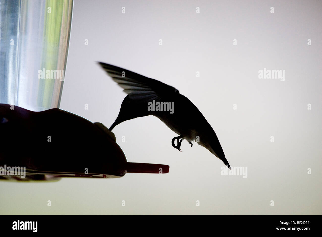 Colibrì sagomato che si libra a Feeder Foto Stock