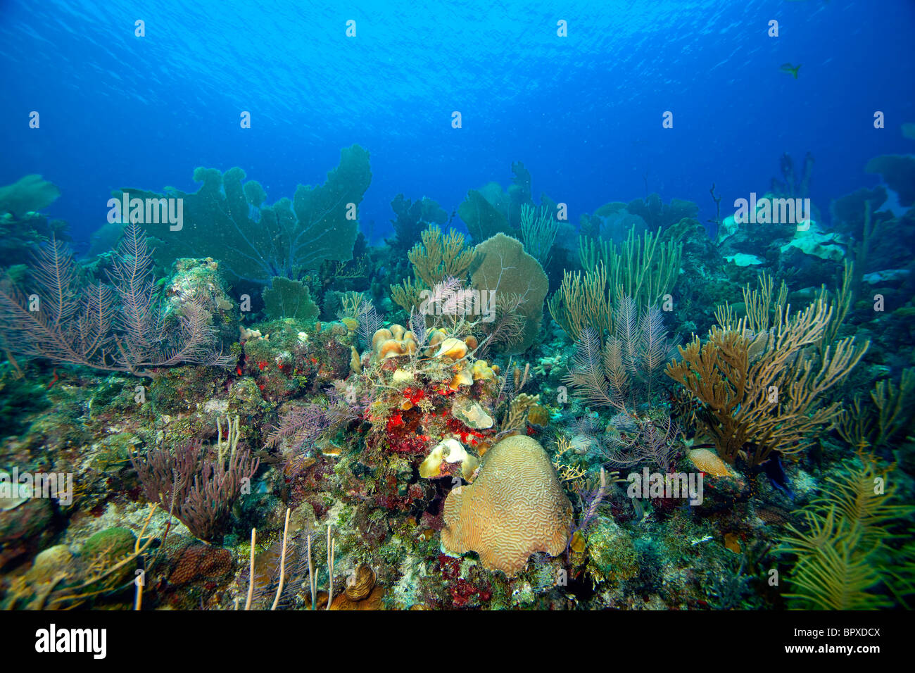 Cubano reef di corallo Foto Stock