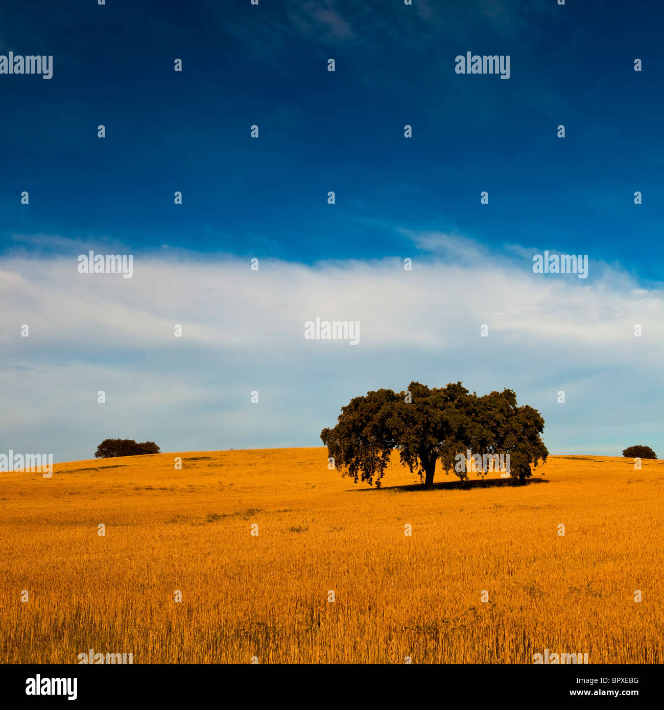Giallo campo di grano con un grande cielo blu e nuvole Foto Stock