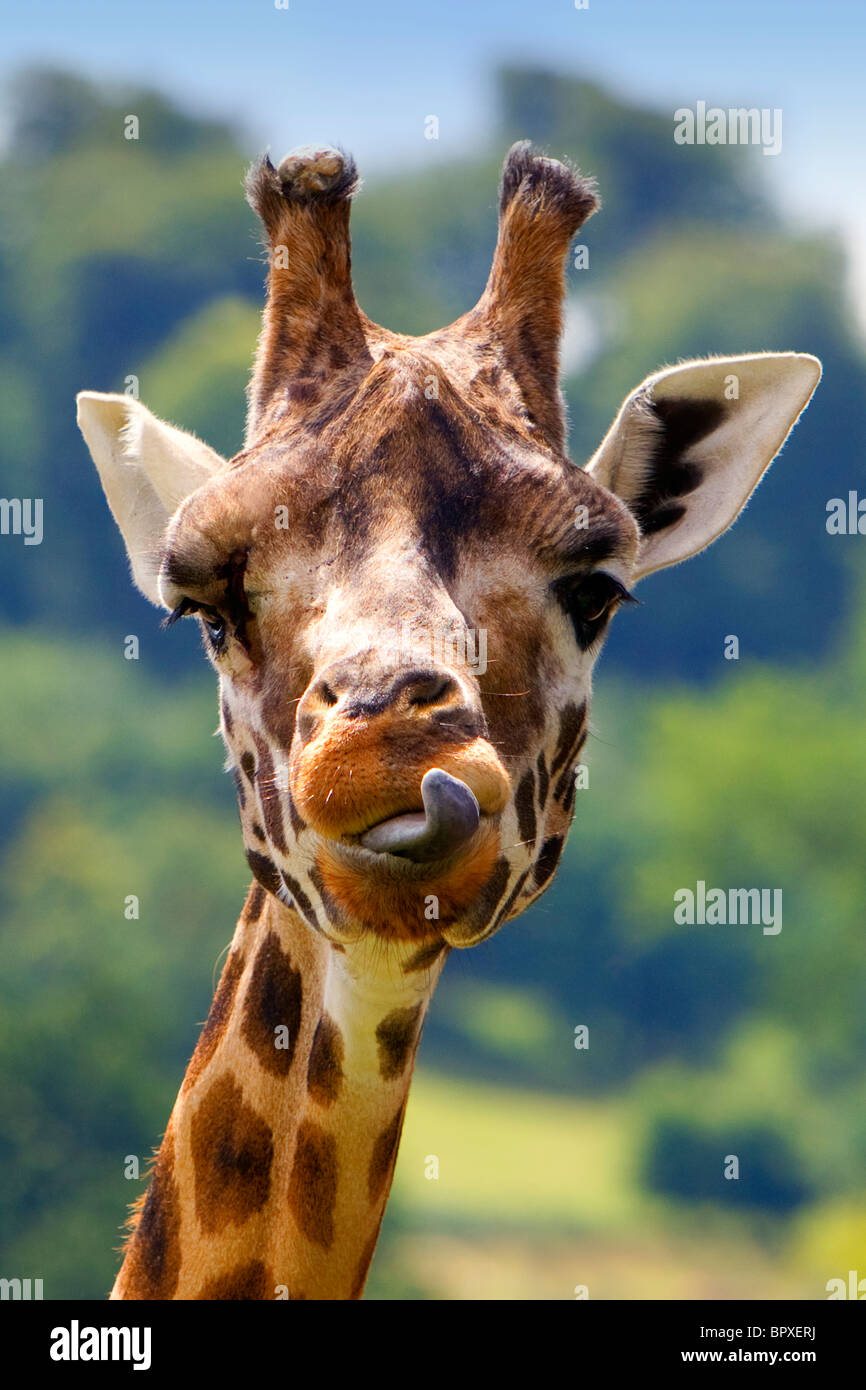 Giraffa Rothschild, giraffa camelopardalis rothschildi, Longleat, safari park, Warminster, Wiltshire, Regno Unito Foto Stock