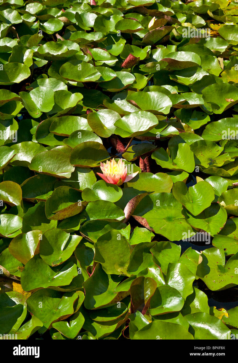 Acqua di fioritura lilly in un giardino d'acqua. Foto Stock