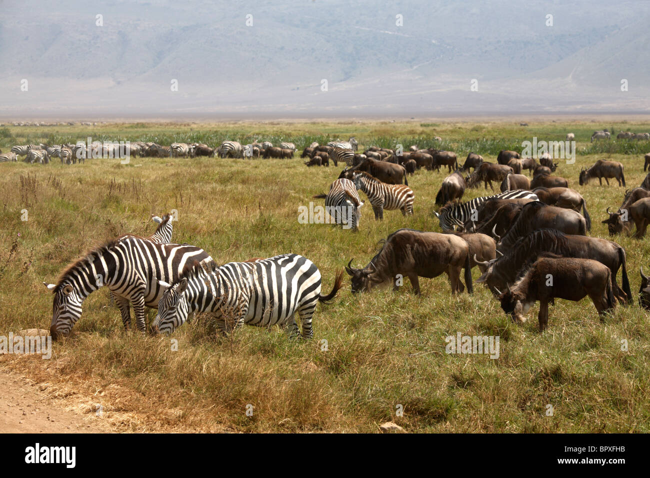 Mandria di zebre e GNU alimentazione su erba, Ngorongoro Conservation Area, Tanzania Foto Stock
