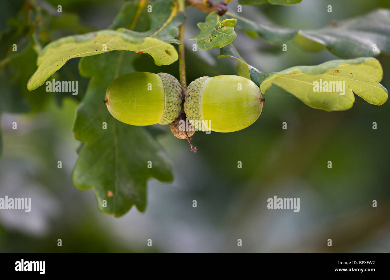 Inglese Di Ghiande di quercia (Quercus robur) all'inizio dell'autunno. Regno Unito Foto Stock