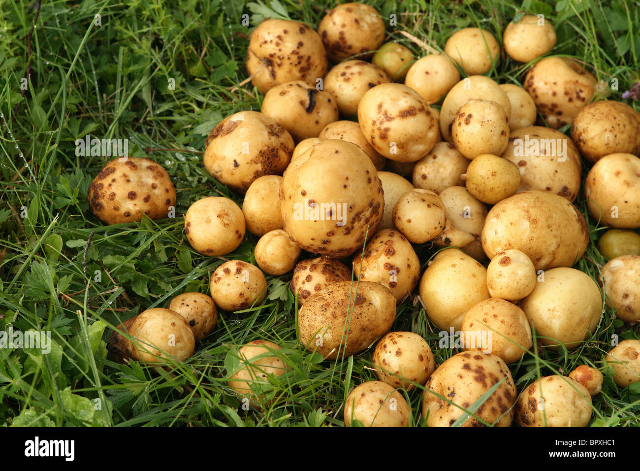 Molte nuove patate in prato verde. Foto Stock