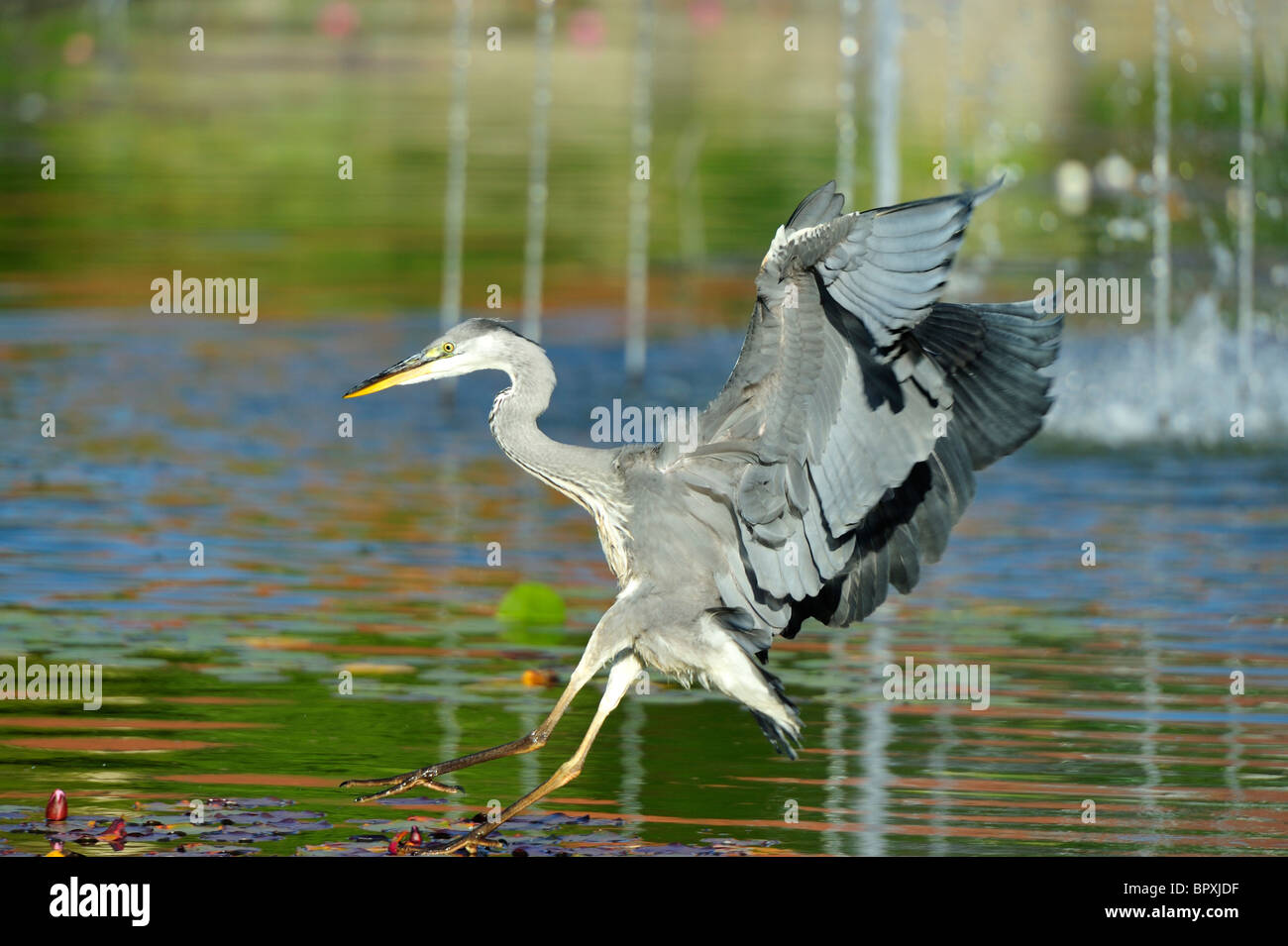 Heron lo sbarco in acqua Foto Stock