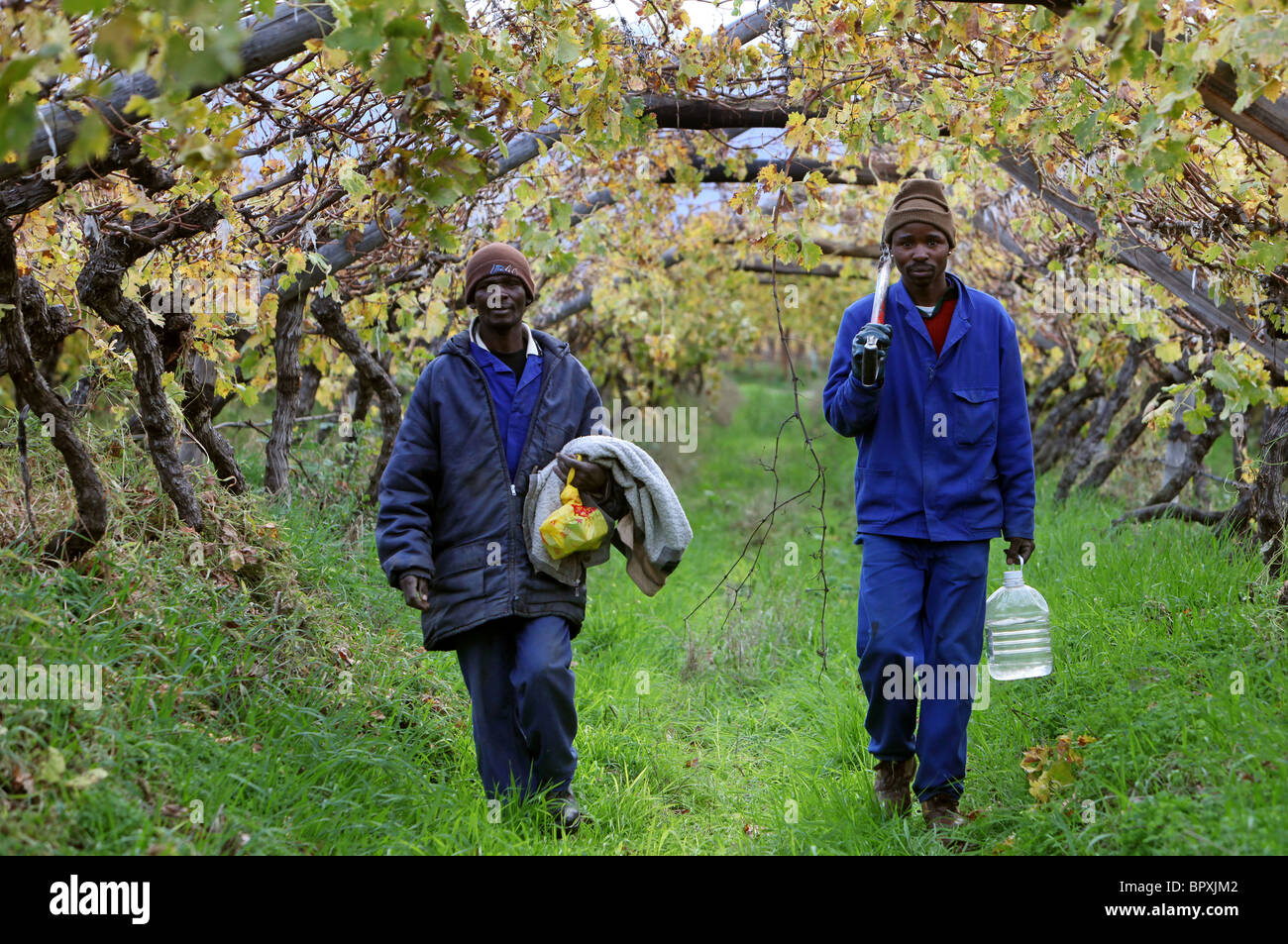 Sud Africa: i lavoratori in un vigneto nella regione del vino della provincia del Capo occidentale vicino a De Doorns, , Valle esagonale Foto Stock