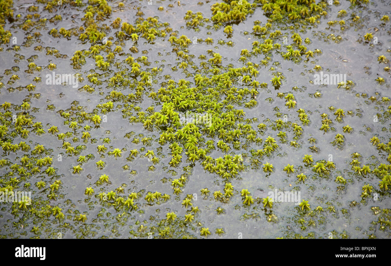 Superficie terreno saturo di acqua con acqua e moss Foto Stock