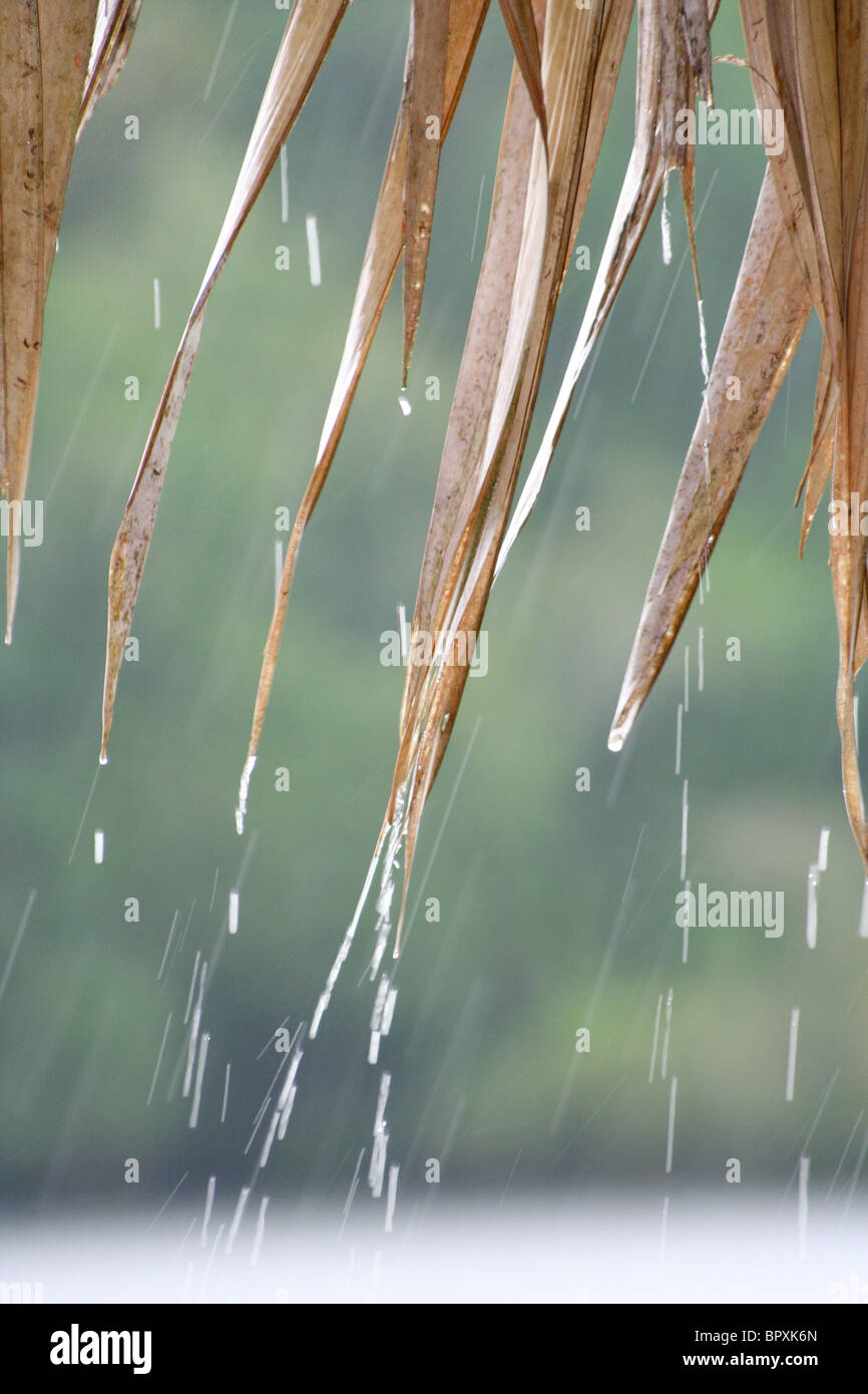 Amazon doccia a pioggia Foto Stock