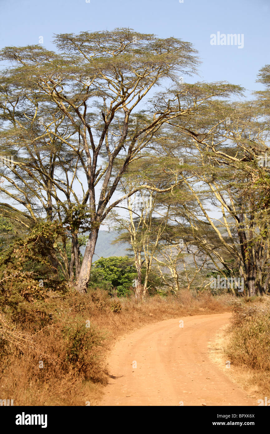 Strada sporca tra Acacia Tortilis alberi del Parco Nazionale del Serengeti, Tanzania Foto Stock