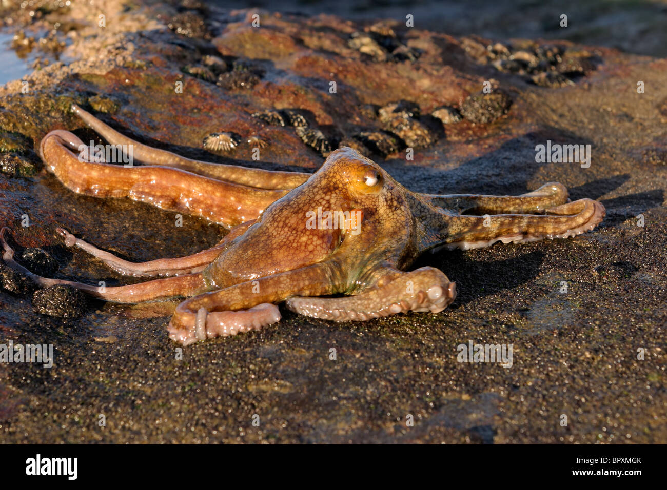 Un polpo (Octopus vulgaris) sulle rocce costiere, Sud Africa Foto Stock