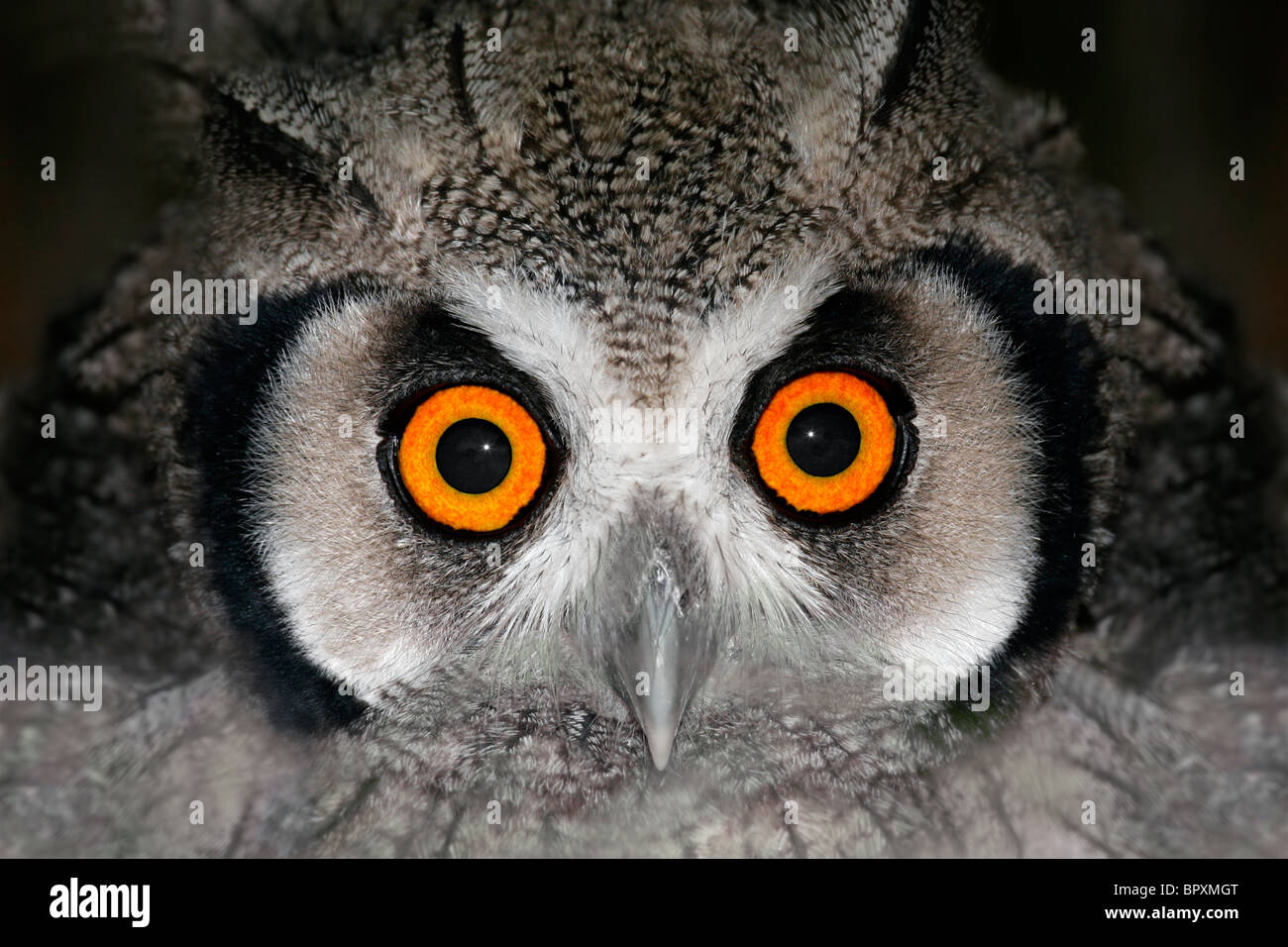 Close-up verticale di una di fronte bianco-civetta (Otis leucotis) con grandi occhi Arancio, Sud Africa Foto Stock