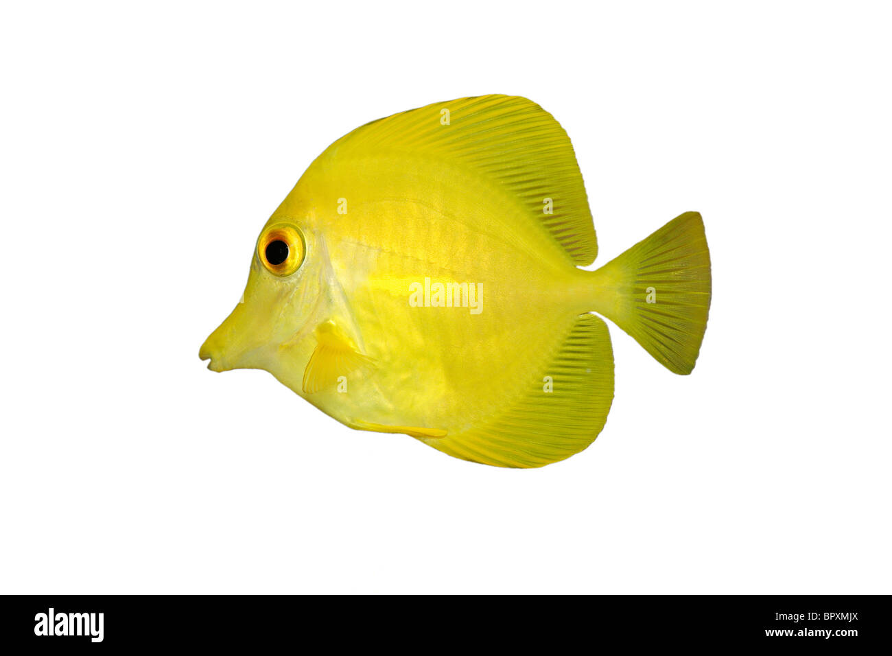La linguetta gialla (Zebrasoma flavescens) isolato su sfondo bianco Foto Stock