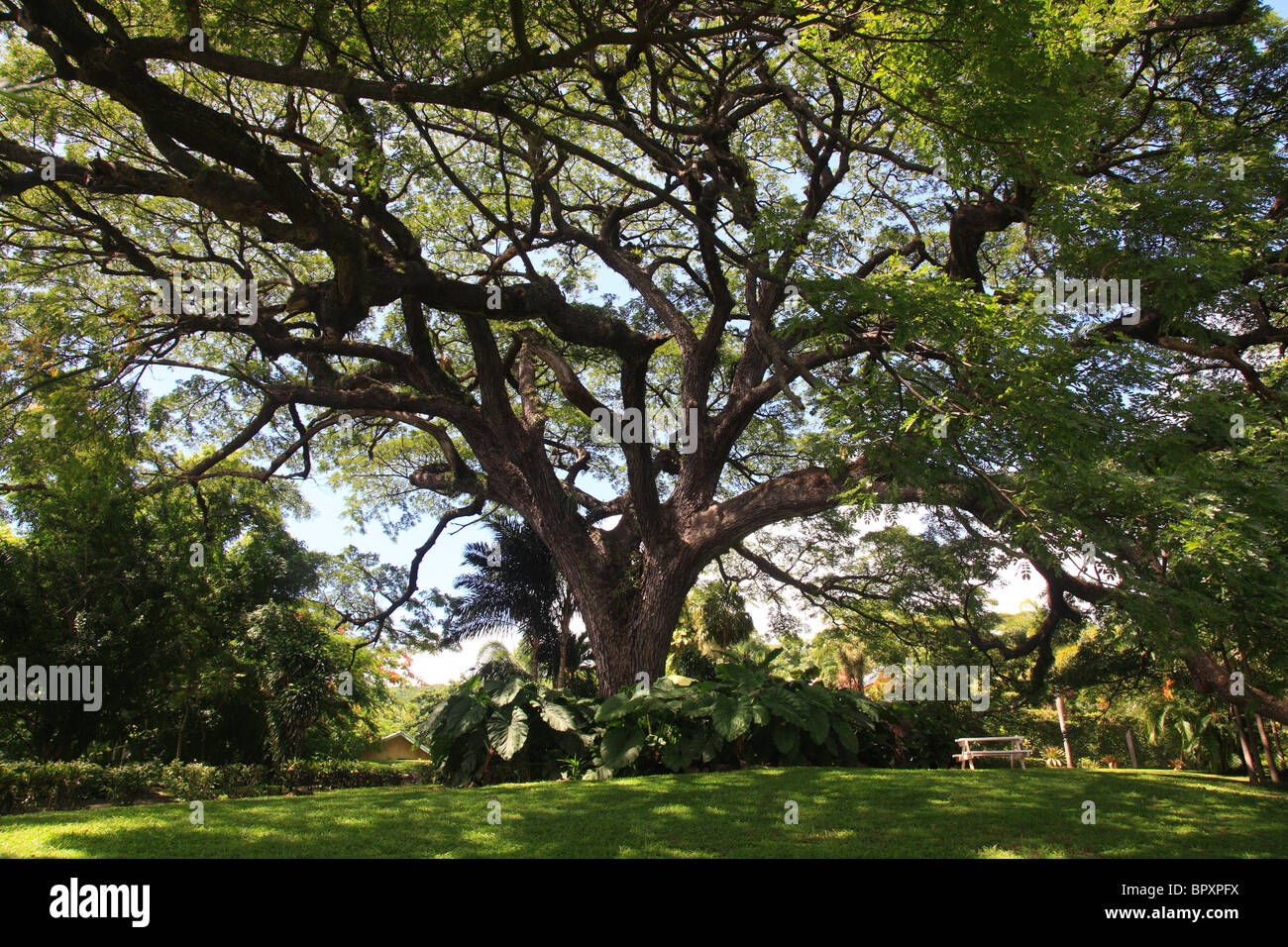 Giant 350 anno vecchio albero Saman presso i giardini tropicali a Romney Manor in St.Kitts Foto Stock