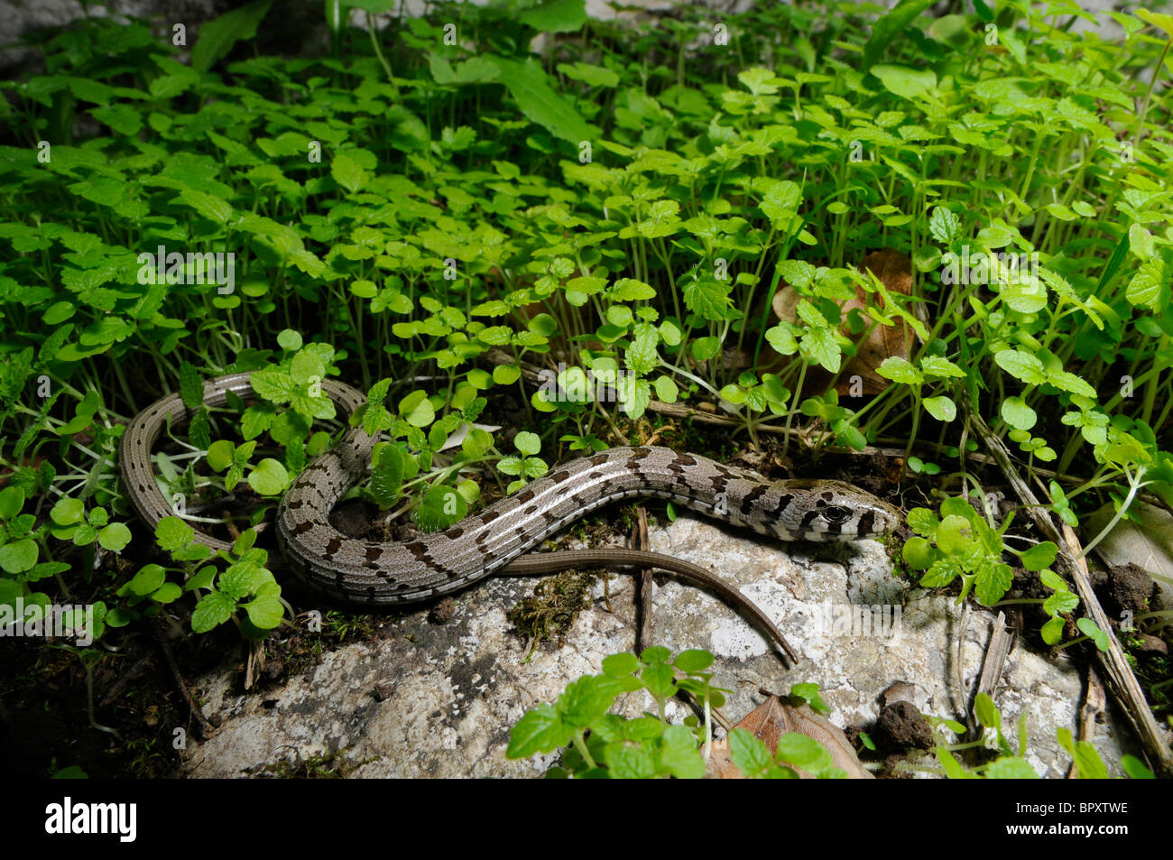 Vetro europea lucertola, vetro blindato lizard (Ophisaurus apodus, Pseudopus apodus), capretti in bassa vegetazione, Grecia, Peloponn Foto Stock