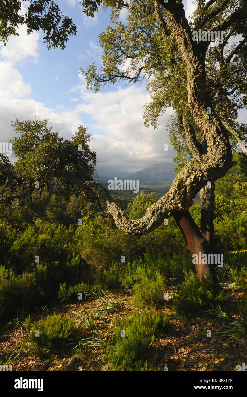 Quercia da sughero (Quercus suber), vista su Gibilterra Andalusia Foto Stock