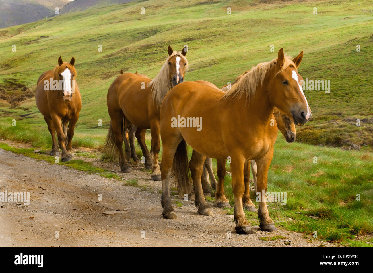Cavalli domestici (Equus przewalskii f. caballus), cavalli su un percorso , Spagna, Katalonia, Pirenei Foto Stock