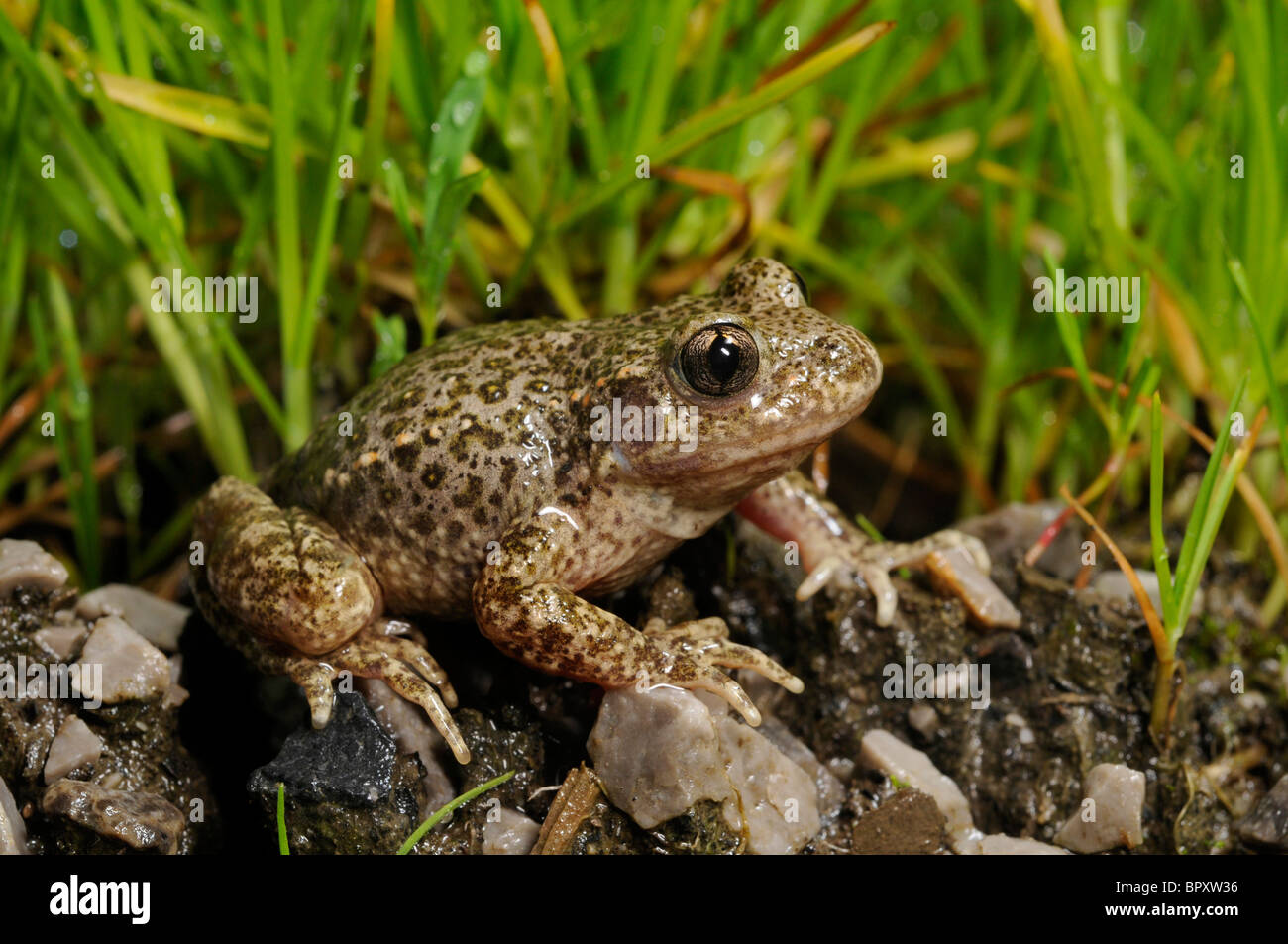 La levatrice toad (Alytes obstetricans, Alytes obstetricans boscai), sul bagnato pietre, Spagna, Oviedo Foto Stock