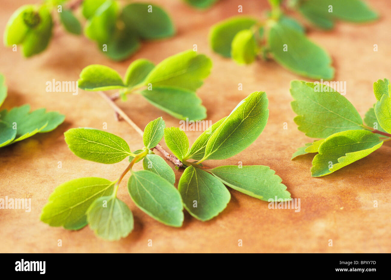 Close up di rametti di verde fresco foglie di molla di Spiraea vanhouttei giacente su chiazzato superficie marrone Foto Stock