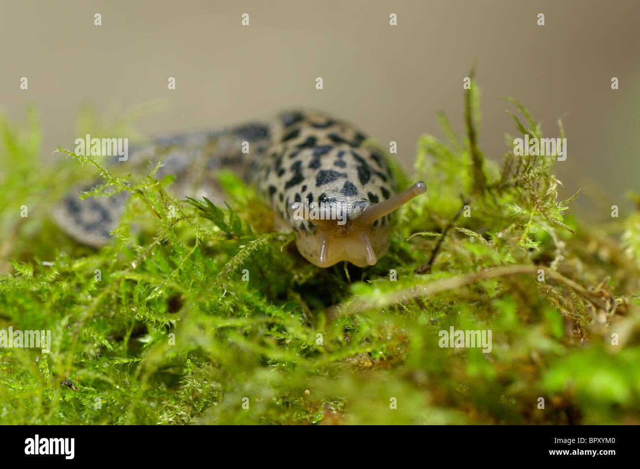 Giardino gigante slug - Spotted leopard slug - Grande grigio slug (Limax maximus) Foto Stock