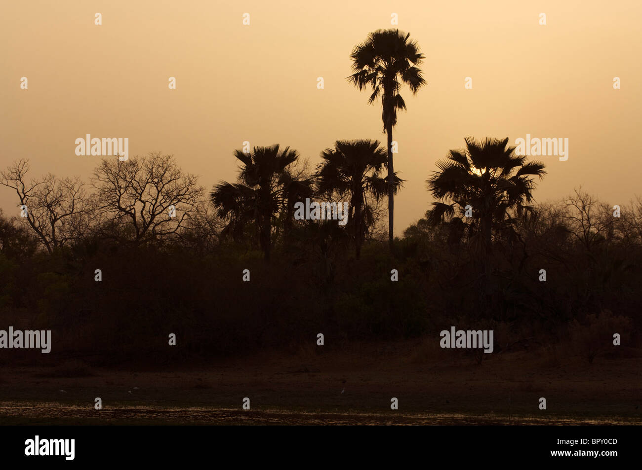 Palme al tramonto, il Parc National de Niokolo-Koba, Senegal Foto Stock