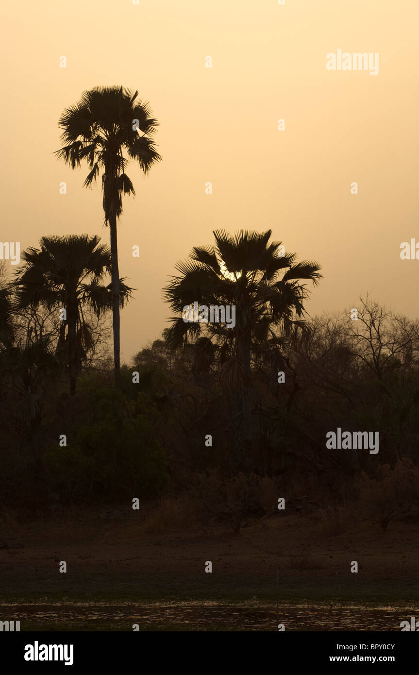 Palme al tramonto, il Parc National de Niokolo-Koba, Senegal Foto Stock