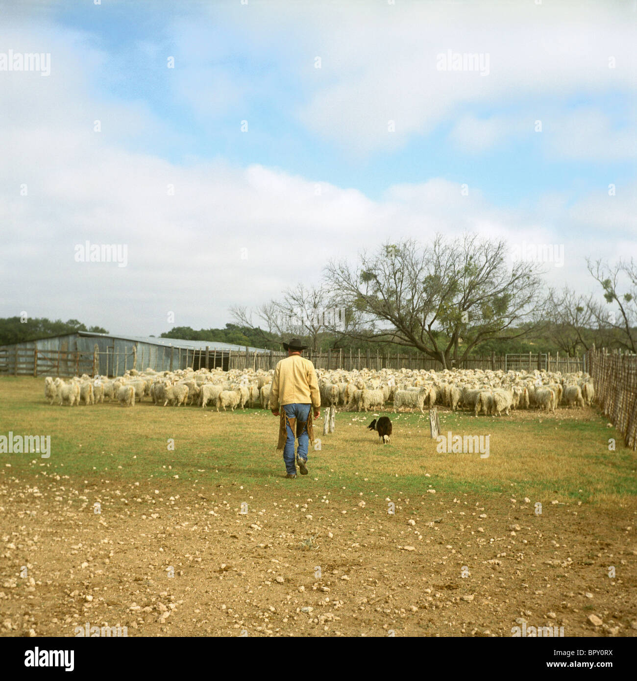 Un cowboy e cane corral un grande allevamento di capre angora. Foto Stock