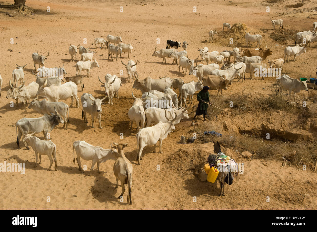 Persone di raccogliere acqua e portare il bestiame ad un pozzetto nella regione del Sahel del fiume Senegal, Senegal Foto Stock