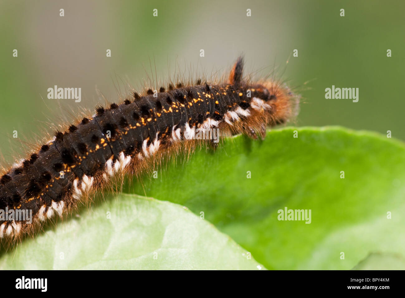 Vista macro di caterpillar peloso su una foglia Foto Stock