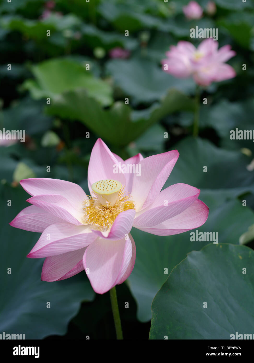 Fiori di loto nel fossato del castello di Akita Akita, City, Giappone. Foto Stock