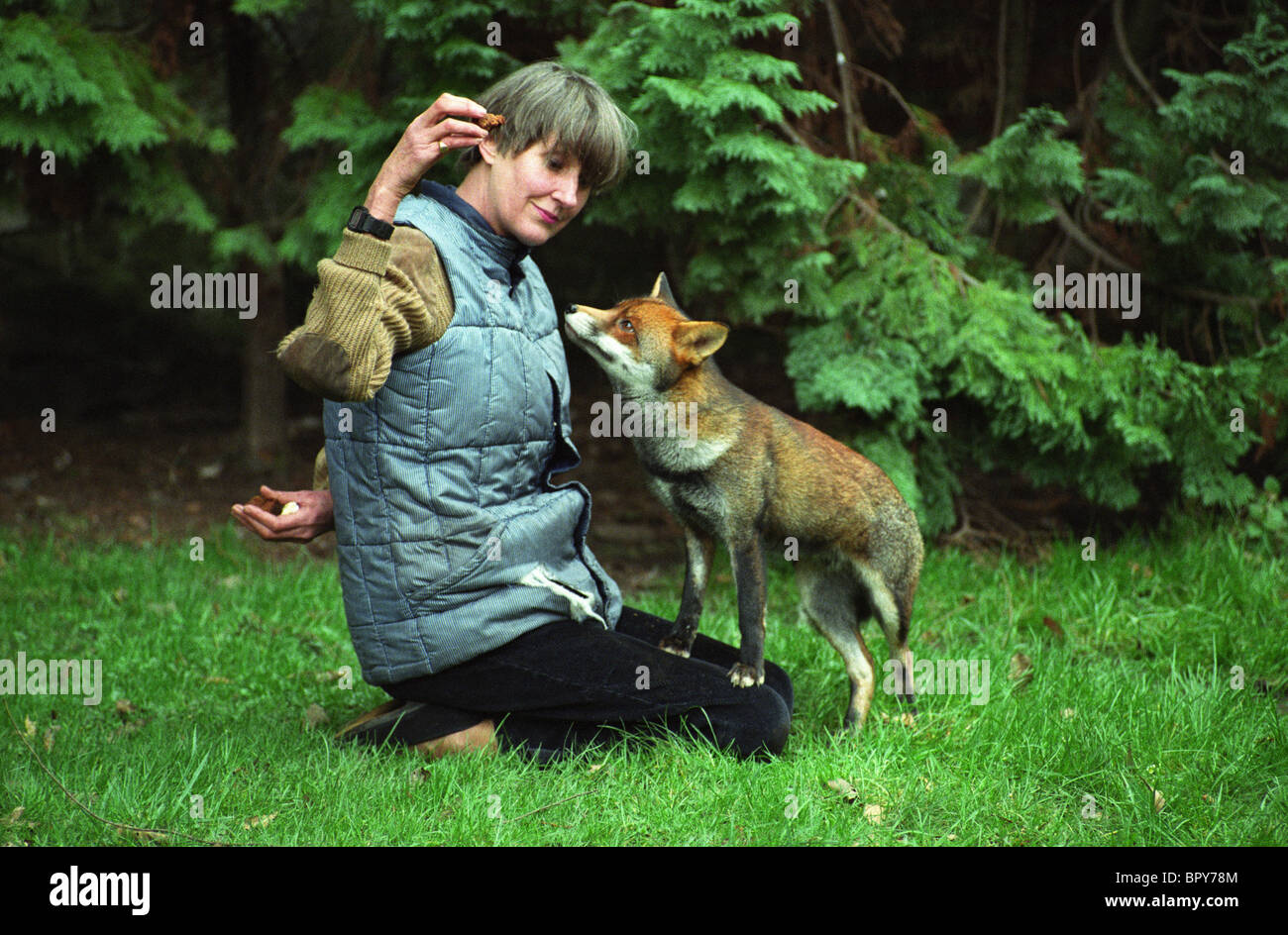 Caroline Colthurst ex modella di moda nella sua casa ancestrale Pitchford Hall nello Shropshire con la volpe chiamata Toddy 6/3/92. La famiglia fu costretta a lasciare la casa dopo il disastro dei nomi dei Lloyd. Caroline è morta nel 2010 Foto Stock