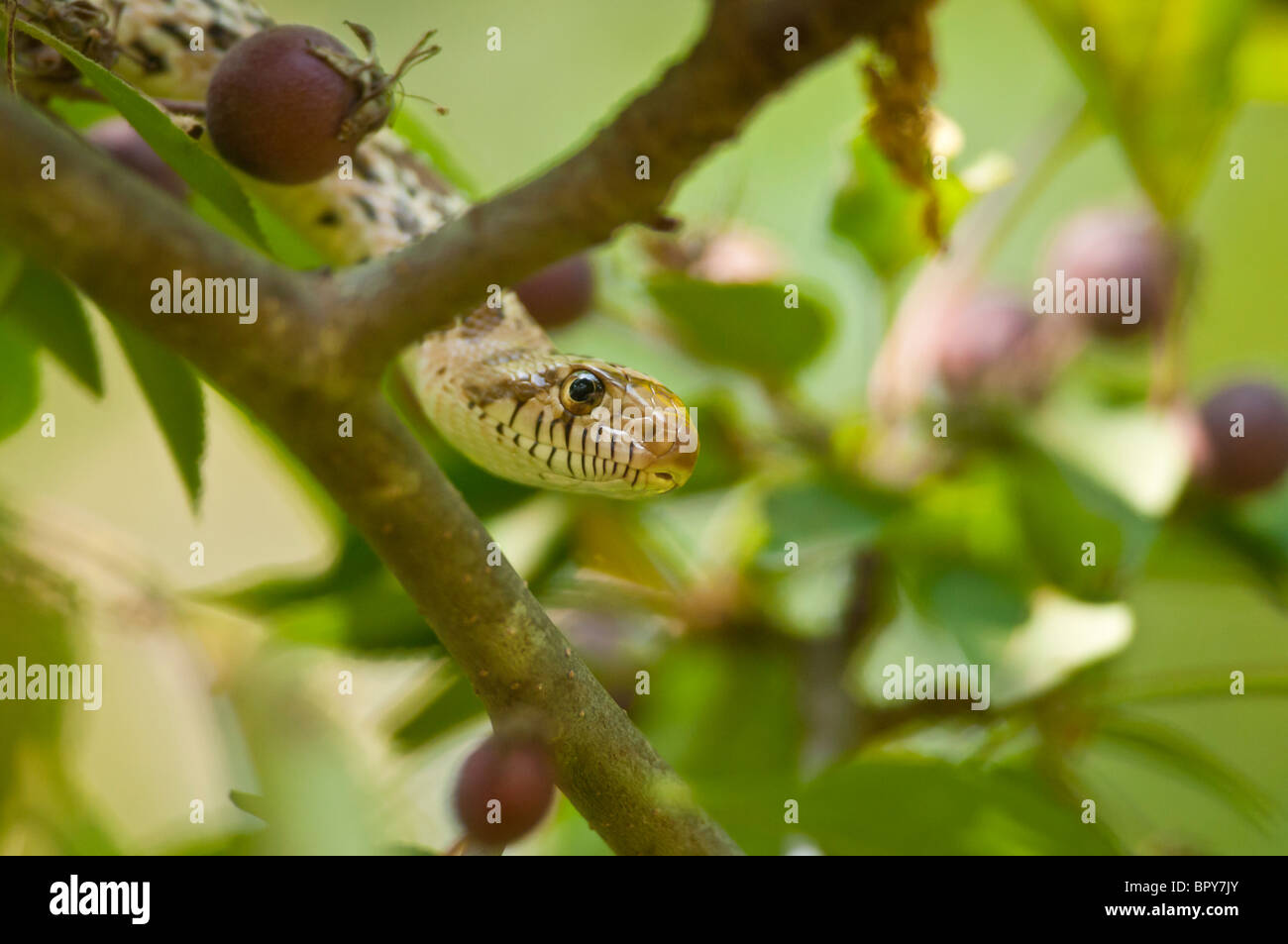 Sonoran serpente gopher, Pituophis catenifer affinis, nativo a sudovest degli Stati Uniti Foto Stock