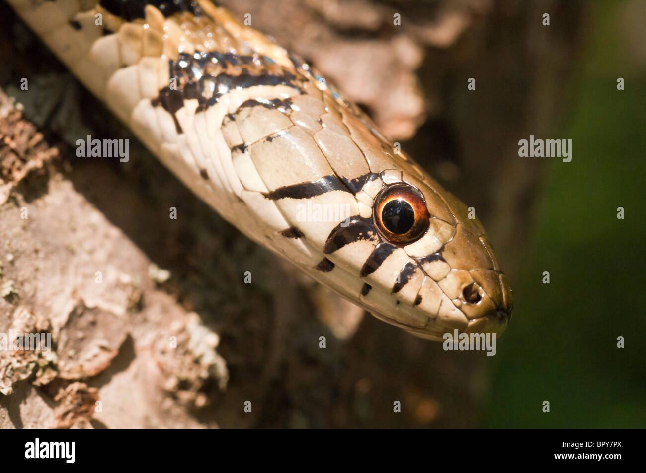 Giarrettiera a scacchi snake, Thamnophis marcianus, nativo di meridionale degli Stati Uniti Foto Stock