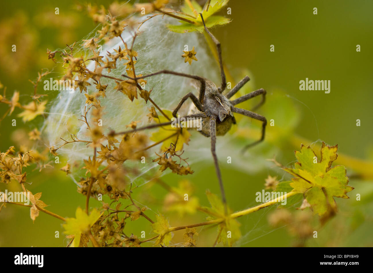 Close-up di una femmina di Lupo Ragno con uovo sac Foto Stock