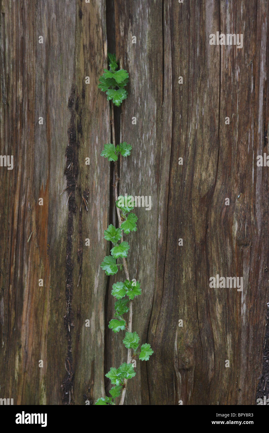 Arte di natura Foto Stock