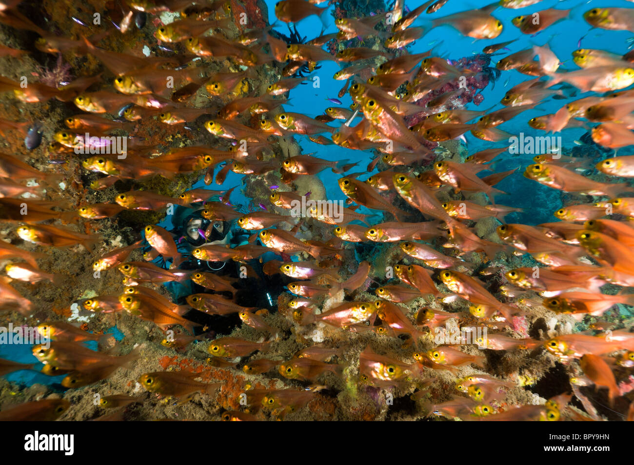 Subacqueo con una scuola di oro o di spazzatrici pigmeo all'interno di un misterioso relitto di nave, Manokwari, Papua occidentale, in Indonesia. Foto Stock