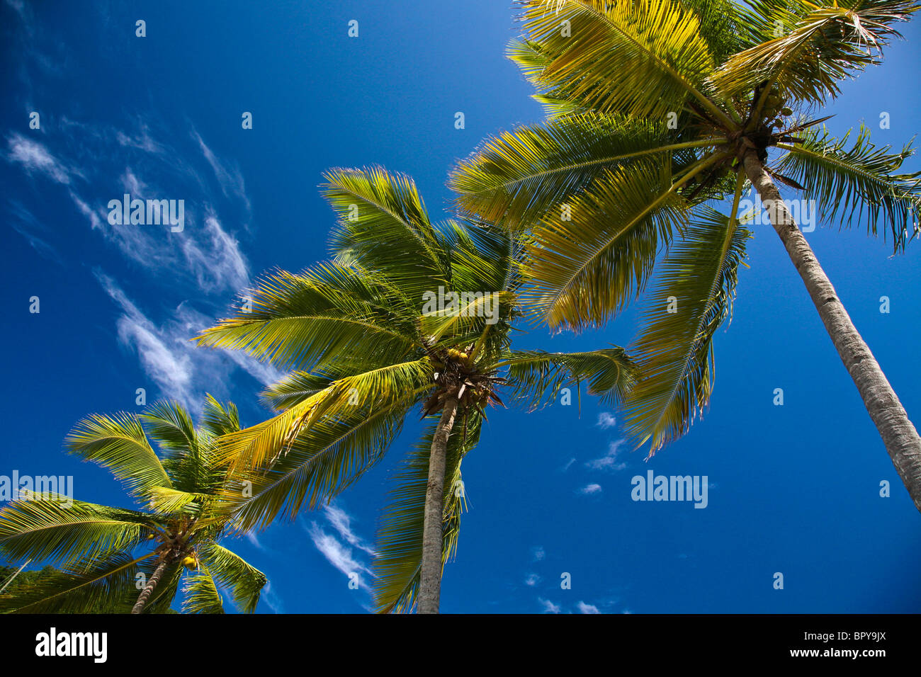 Vista astratta creativa di alberi di palma isolati su una spiaggia e cielo blu profondo a Saint Thomas Island, POV guardando verso l'alto, costa brillante futuro natura Foto Stock